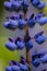 Vaste lupine, Garden Lupin, Lupinus polyphyllus