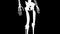 Vastus intermedius muscles on skeleton