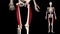 Vastus lateralis - real color - 3D model