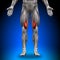 Vastus Medialis - Anatomy Muscles