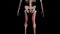 Vastus medialis muscles full rotation loop