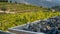 Vats with grapes at harvest for the wine industry