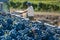 Vats with grapes at harvest for the wine industry