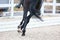 Vault of a dark tail bay horse. Equestrian sports, dressage. circle