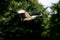 VAUTOUR PALMISTE AFRICAIN gypohierax angolensis