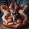 A veal held in the hand by people. Animal protection concept.
