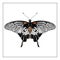 Vecor butterfly. Abstract insect silhouette black and white illustration