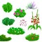 Vecor set of garden plants and flowers