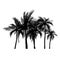 Vecter of palm trees, coconut tree.