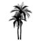 Vecter of palm trees, coconut tree.