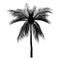 Vecter of palm trees, coconut tree.