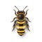 Vector 3d Realistic Detailed Honey Bee Icon Closeup Isolated on White Background. Queen Honeybee Design Template, Vector