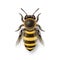 Vector 3d Realistic Detailed Honey Bee Icon Closeup Isolated on White Background. Queen Honeybee Design Template, Vector