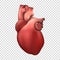 Vector 3d Realistic Health Heart Model Icon Closeup Isolated on Transparent Background. Design Template of Human Organ