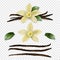 Vector 3d Realistic Sweet Scented Fresh Vanilla Flower with Dried Seed Pods and Leaves Set Closeup Isolated on