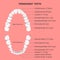 Vector 3d Realistic Teeth, Upper and Lower Adult Jaw, Top View. Anatomy Concept. Orthodontist Human Teeth Scheme, Chart