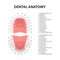 Vector 3d Realistic Teeth, Upper, Lower Adult Jaw, Top View. Anatomy Concept. Orthodontist Human Teeth Scheme. Medical