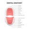 Vector 3d Realistic Teeth, Upper, Lower Adult Jaw, Top View. Anatomy Concept. Orthodontist Human Teeth Scheme. Medical