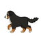 Vector adorable cute outline cartoon hand drawn Bernese Mountain Dog is going to somewhere. Animal illustration isolated on white