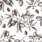 Vector Almond background. Hand drawn nut tree sketch. Botanical seamless pattern. Vintage tonic plant drawing.