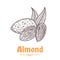 Vector almond hand-drawn illustration