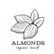 Vector almond nuts