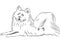 vector American Eskimo Dog breed lying