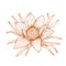 Vector anemone flower.