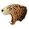 Vector angry leopard portrait. Jaguar predator head colorful isolated