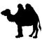 Vector animal illustration. Black camel on a white background.