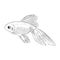 Vector aquarium golden fish silhouette hand drawn illustration. Ink pen sketch style. icon