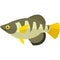 Vector archer fish freshwater species illustration on white