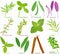 Vector of aromatic Herb, vegetable - Rosemary Sweet Marjoram Sage Thyme Oregano Tarragon Stevia Bay leaf Cinnamon. Healthy
