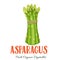 Vector asparagus vegetable