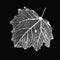 Vector Aspen Leaf Structure Skeletons