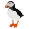 Vector Atlantic puffin for tattoo or t-shirt design or outwear