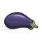 Vector. Aubergine. Eggplant on the white background