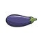 Vector. Aubergine. Eggplant on the white background