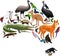 Vector Australia fauna map, flat elements. Animals, birds, reptiles, insects and reptile big set.