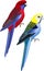 Vector Australia parrots Pale-headed rosella and Crimson Rosella