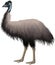 Vector Australian ostrich Emu isolated on white