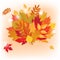 Vector autumn bouquet made of maple and other leaves