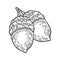 Vector autumn hand drawn acorn. vector engraved objects. Detailed botanical illustrations. Acorns sketch. Vintage retro f