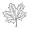 Vector autumn hand drawn leaf. vector engraved objects. Detailed botanical illustrations. Oak, maple, chestnut leaf sketc