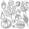 Vector autumn hand drawn set of leaf, nut, pumpkin, wheat, cloves, hazelnut, walnut, acorn. Vector engraved objects. Detailed