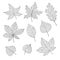 vector autumn set with oak, poplar, beech, maple, aspen and horse chestnut leaves and physalis gray sketch outline