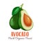 Vector avocado illustration