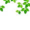 Vector background with branches with green leaves.