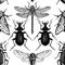 Vector background with high detailed insects illustrations. Hand drawn butterflies, beetles, cicada, bumblebee and dragonfly sketc