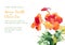 Vector background with orange watercolor nasturtium